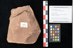 Foto (Objekt + Etikett) von Quercus palaeoilex Ettingshausen (NHMW-GEO-2024-0188-0833)